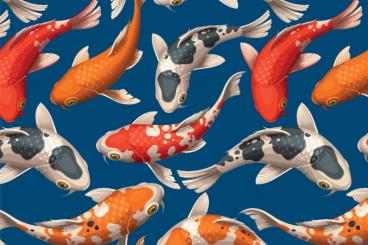 Outdoorstoff - Koi-Karpfen Blau